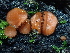  ( - FDS-CA-03271)  @11 [ ] by (2024) Justin Paulin Fungal Diversity Survey