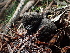  ( - FDS-CA-03298)  @11 [ ] by (2024) Justin Paulin Fungal Diversity Survey