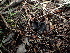  ( - FDS-CA-03298)  @11 [ ] by (2024) Justin Paulin Fungal Diversity Survey