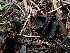  ( - FDS-CA-03298)  @11 [ ] by (2024) Justin Paulin Fungal Diversity Survey