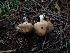  ( - FDS-CA-03275)  @11 [ ] by (2024) Justin Paulin Fungal Diversity Survey