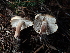  ( - FDS-CA-03275)  @11 [ ] by (2024) Justin Paulin Fungal Diversity Survey