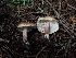  ( - FDS-CA-03275)  @11 [ ] by (2024) Justin Paulin Fungal Diversity Survey