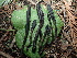  ( - FDS-CA-03276)  @11 [ ] by (2024) Justin Paulin Fungal Diversity Survey