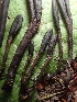  ( - FDS-CA-03276)  @11 [ ] by (2024) Justin Paulin Fungal Diversity Survey