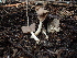  (Helvella - FDS-CA-03277)  @11 [ ] by (2024) Justin Paulin Fungal Diversity Survey