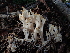  ( - FDS-CA-03278)  @11 [ ] by (2024) Justin Paulin Fungal Diversity Survey