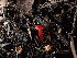  ( - FDS-CA-03284)  @11 [ ] by (2024) Justin Paulin Fungal Diversity Survey
