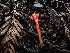  ( - FDS-CA-03284)  @11 [ ] by (2024) Justin Paulin Fungal Diversity Survey