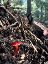  ( - FDS-CA-03284)  @11 [ ] by (2024) Justin Paulin Fungal Diversity Survey