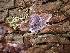  ( - FDS-CA-03289)  @11 [ ] by (2024) Justin Paulin Fungal Diversity Survey