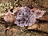  ( - FDS-CA-03289)  @11 [ ] by (2024) Justin Paulin Fungal Diversity Survey