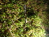  ( - FDS-CA-03290)  @11 [ ] by (2024) Justin Paulin Fungal Diversity Survey