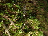  ( - FDS-CA-03290)  @11 [ ] by (2024) Justin Paulin Fungal Diversity Survey