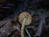  ( - FDS-CA-03294)  @11 [ ] by (2024) Justin Paulin Fungal Diversity Survey
