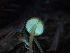  ( - FDS-CA-03294)  @11 [ ] by (2024) Justin Paulin Fungal Diversity Survey
