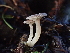  ( - FDS-CA-03295)  @11 [ ] by (2024) Justin Paulin Fungal Diversity Survey