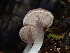  ( - FDS-CA-03295)  @11 [ ] by (2024) Justin Paulin Fungal Diversity Survey