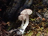  ( - FDS-CA-03295)  @11 [ ] by (2024) Justin Paulin Fungal Diversity Survey