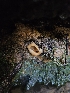  ( - FDS-CA-02253)  @11 [ ] by (2024) Mandy Hackney Fungal Diversity Survey