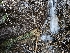  ( - FDS-CA-02253)  @11 [ ] by (2024) Mandy Hackney Fungal Diversity Survey
