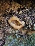  ( - FDS-CA-02253)  @11 [ ] by (2024) Mandy Hackney Fungal Diversity Survey