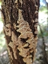  (Fomitopsis madronae - FDS-CA-02272)  @11 [ ] by (2024) Mandy Hackney Fungal Diversity Survey
