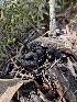  ( - FDS-CA-02271)  @11 [ ] by (2024) Mandy Hackney Fungal Diversity Survey