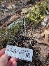  ( - FDS-CA-02271)  @11 [ ] by (2024) Mandy Hackney Fungal Diversity Survey