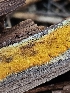  (Resinoporia - FDS-CA-02133)  @11 [ ] by (2024) Mandy Hackney Fungal Diversity Survey