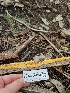  ( - FDS-CA-02133)  @11 [ ] by (2024) Mandy Hackney Fungal Diversity Survey