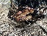  ( - FDS-CA-04297)  @11 [ ] by-nc (2024) Aaron Tupac Fungal Diversity Survey