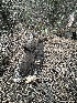  ( - FDS-CA-04297)  @11 [ ] by-nc (2024) Aaron Tupac Fungal Diversity Survey