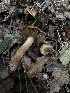  (Inocybe sp. PNW79 - FDS-CA-04311)  @11 [ ] by-nc (2024) Aaron Tupac Fungal Diversity Survey