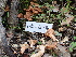  ( - FDS-CA-02319)  @11 [ ] by-nc (2024) Jaren Hockert Fungal Diversity Survey