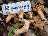  ( - FDS-CA-02319)  @11 [ ] by-nc (2024) Jaren Hockert Fungal Diversity Survey