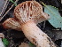  ( - FDS-CA-02319)  @11 [ ] by-nc (2024) Jaren Hockert Fungal Diversity Survey
