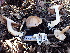  ( - FDS-CA-02390)  @11 [ ] by-nc (2024) Jaren Hockert Fungal Diversity Survey
