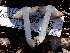  ( - FDS-CA-02390)  @11 [ ] by-nc (2024) Jaren Hockert Fungal Diversity Survey