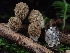  ( - FDS-CA-02127)  @11 [ ] by (2024) Mandy Hackney Fungal Diversity Survey