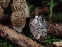  ( - FDS-CA-02127)  @11 [ ] by (2024) Mandy Hackney Fungal Diversity Survey