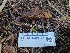  ( - FDS-CA-03494)  @11 [ ] by-nc (2024) Fresno Mycology Society Fungal Diversity Survey