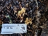  ( - FDS-CA-03505)  @11 [ ] by-nc (2024) Fresno Mycology Society Fungal Diversity Survey