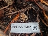  ( - FDS-CA-03508)  @11 [ ] by-nc (2024) Fresno Mycology Society Fungal Diversity Survey