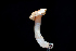  ( - FDS-CA-03509)  @11 [ ] by-nc (2024) Fresno Mycology Society Fungal Diversity Survey