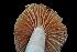  ( - FDS-CA-03509)  @11 [ ] by-nc (2024) Fresno Mycology Society Fungal Diversity Survey