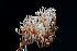  ( - FDS-CA-03508)  @11 [ ] by-nc (2024) Fresno Mycology Society Fungal Diversity Survey