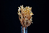  ( - FDS-CA-03505)  @11 [ ] by-nc (2024) Fresno Mycology Society Fungal Diversity Survey