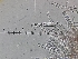  ( - FDS-CA-03503)  @11 [ ] by-nc (2024) Fresno Mycology Society Fungal Diversity Survey