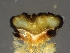  ( - FDS-CA-01533)  @11 [ ] c (2024) Rudy Diaz Fungal Diversity Survey